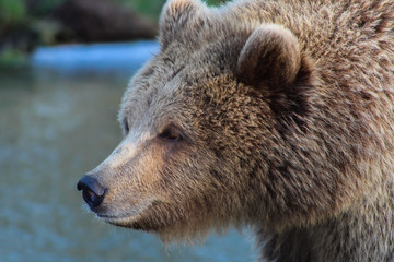 Obraz premium bear close up