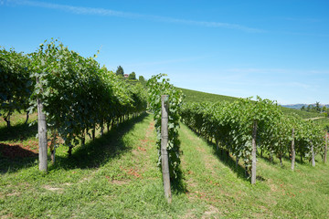 Fototapeta na wymiar Green vineyards, blue sky in a sunny day