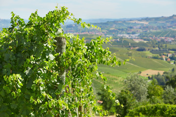 Fototapeta na wymiar Green vine twigs and hills background in a sunny day in Italy