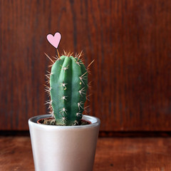cactus with heart