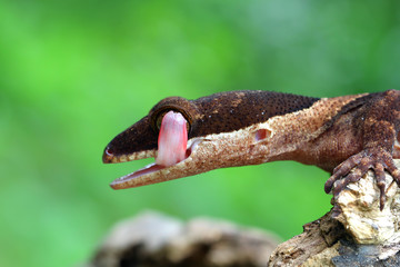 Gecko, cyrtodactylus irianjayaensis