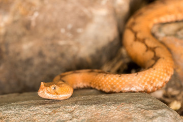 serpent vipère ammodytes