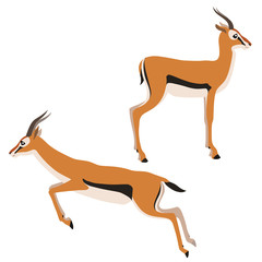 Vector illustration of standing and running Thomson's gazelles isolated on white background - obrazy, fototapety, plakaty