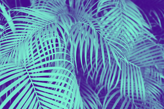 Ultra Violet And Blue Duotone Palm Tree Leaves