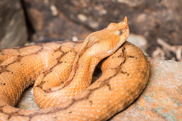 serpent vipère ammodytes