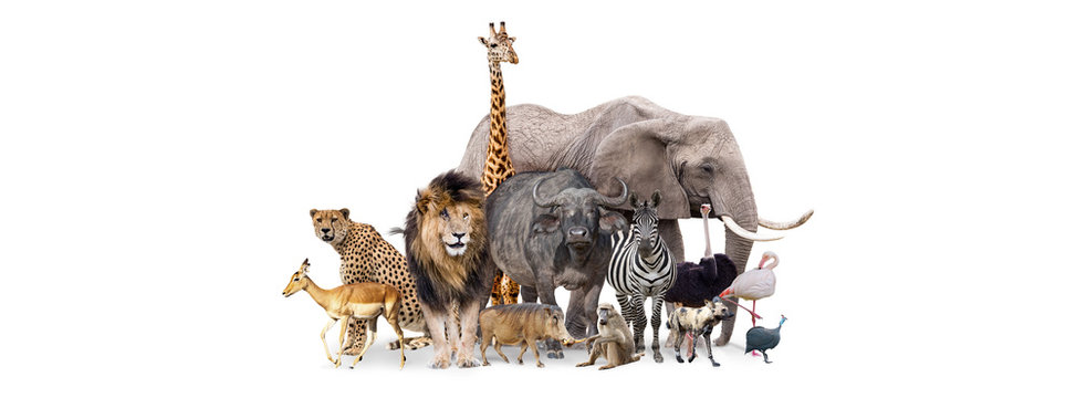 Fototapeta Safari zwierząt razem na białym tle transparent