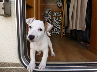 Perro Cachorro de Jack Russell en autocaravana en Pamplona,España