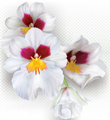 Miltoniopsis orchid flowers