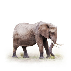 Fototapeta na wymiar African Elephant Grazing - Isolated on White