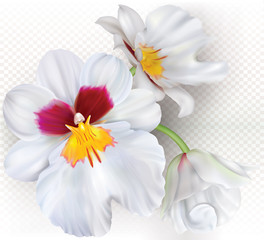 Miltoniopsis orchids