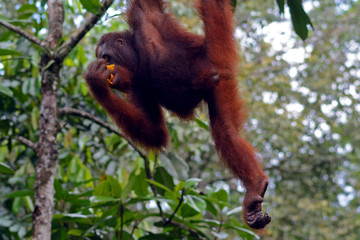 Orangutan, Semenggoh, Malaysia