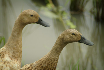 Ducks in a Balinese Rice Field. Ducks provide fertilizer and insect control in the rice fields of Bali and can be found everywhere on the beautiful Indonesian island.