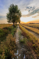 Tramonto nelle risaie