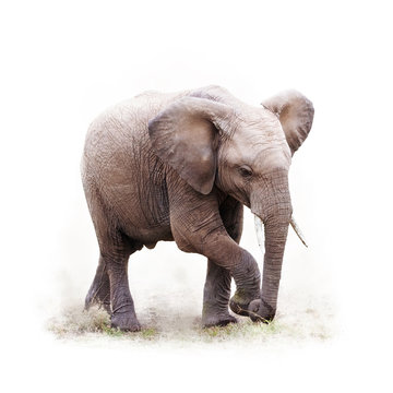Baby African Elephant Isolated on White