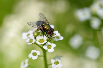 Fly Feeding on flower