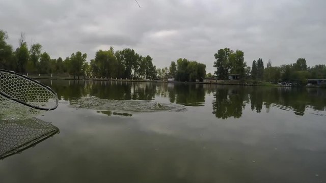 Dramatic epic fishing battle with jumping rainbow trout