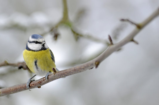 Blaumeise (Cyanistes caeruleus) - Eurasian blue tit 