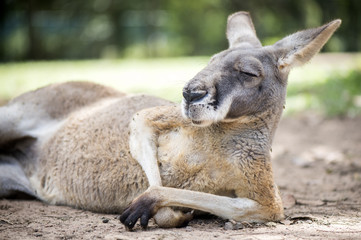Rotes Känguru, das in der Sonne sitzt.