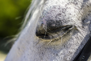 A white horsehead with eyes shut