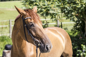 Horse looking friendly