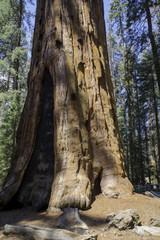 Sequoia National Park