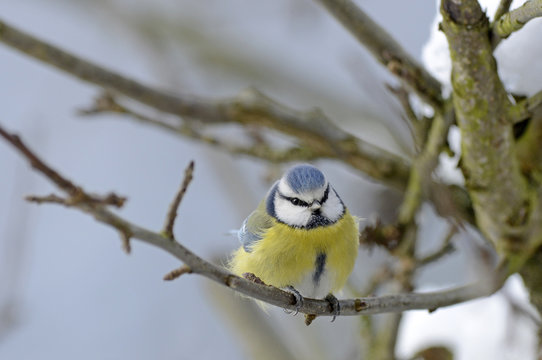 Blaumeise (Cyanistes caeruleus) - Eurasian blue tit 