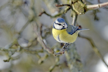 Blaumeise (Cyanistes caeruleus) - Eurasian blue tit 