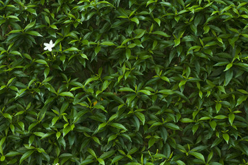 Obraz premium Flower Blossom Green leaves for background and texture in garden.