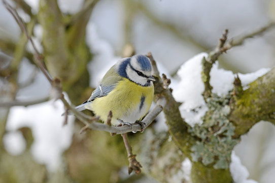 Blaumeise (Cyanistes caeruleus) - Eurasian blue tit 
