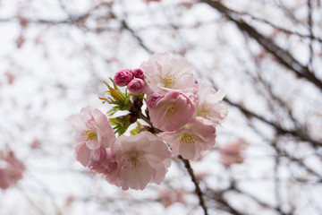 japanese cherry 