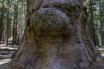 Sequoia National Park