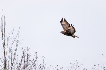 Buzzard in flight