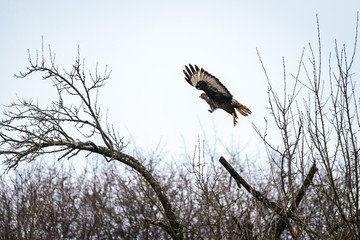Buzzard in flight