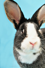 Schwarzweißer Hase auf blauem Grund