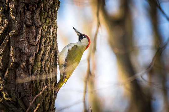Beautiful Bird, European green woodpecker Closeup (Picus viridis), Bird on Tree