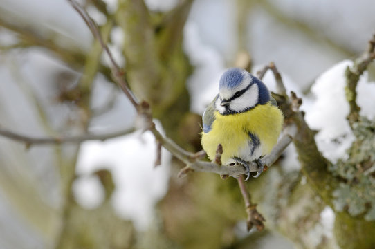 Blaumeise (Cyanistes caeruleus) - Eurasian blue tit 