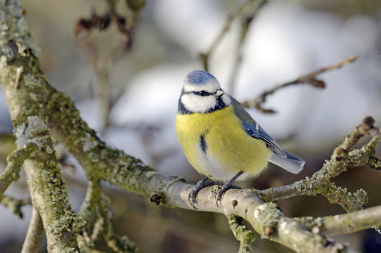 Blaumeise (Cyanistes caeruleus) - Eurasian blue tit 