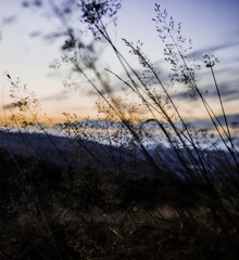 Fototapeta premium Sunset field of dreams