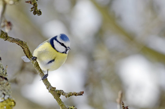 Blaumeise (Cyanistes caeruleus) - Eurasian blue tit 