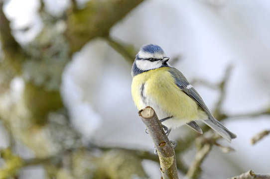 Blaumeise (Cyanistes caeruleus) - Eurasian blue tit 