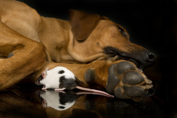 Farbmaus zwischen Hundepfoten