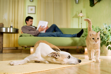 Hund und Katze im Wohnzimmer