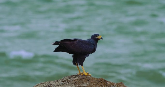 Rare Snail Kite, Eating A Spikey Fish On A Rock, Costa Rica