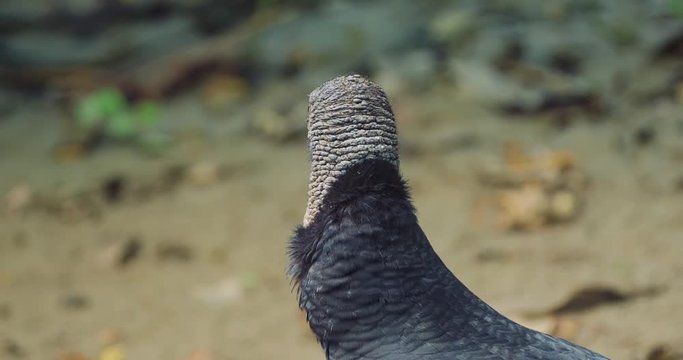 Black Vultures Face, Closeup, Costa Rica