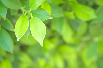 Closeup green leaf in the garden on blurred background. Beautiful and easy on the eye.