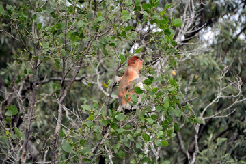 Proboscis monkey, Sarawak, Malaysia