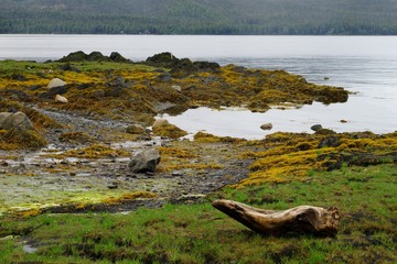 Shore view with bright yellow moss, green grass and boulders with a snag on the foreground