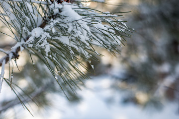 Morning sun backlit winter scene of fresh snow on pine tree branches