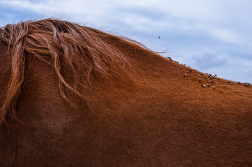 Close up dozens of flies on the back of a brown horse with beautiful hair