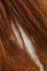 Close up of a brown horse with beautiful hair and white stripe on its forehead